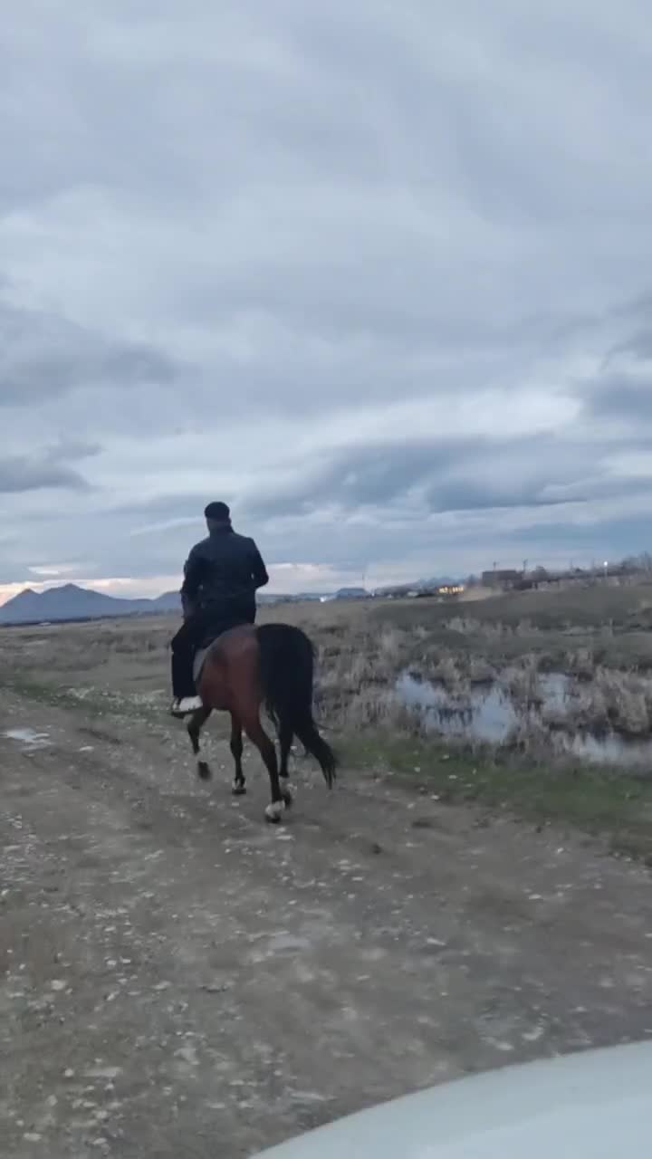 اسب|اسب و تجهیزات اسب‌سواری|ارومیه, |دیوار