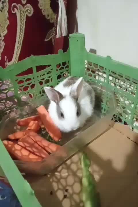 ۱۵۰هزارتومان|موش و خرگوش|اقبالیه, |دیوار