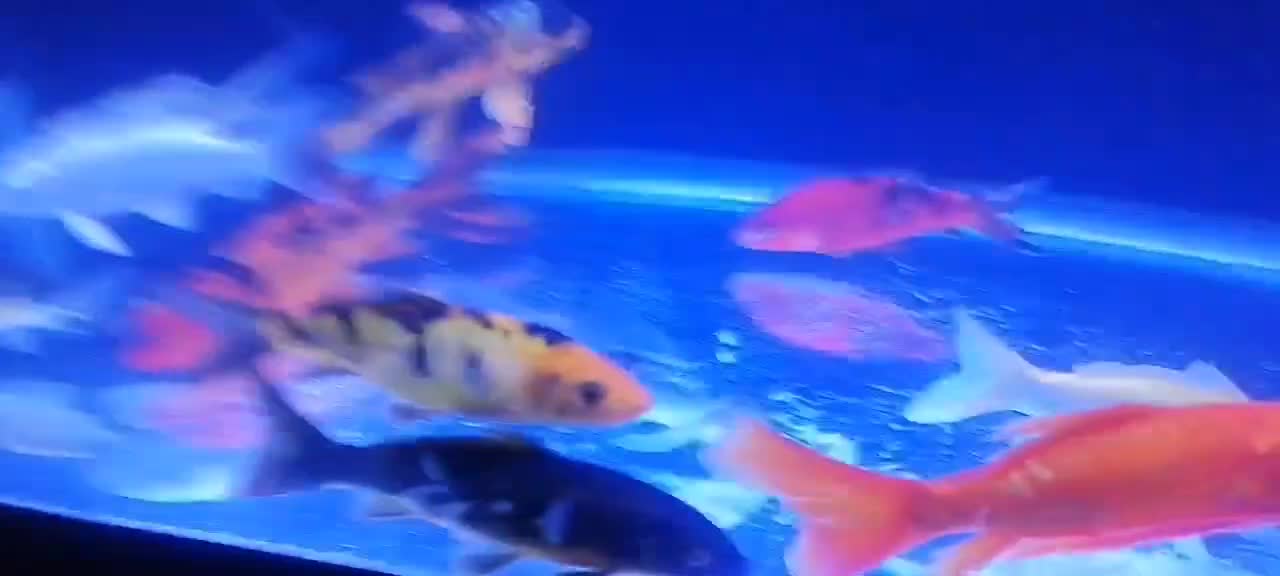 ماهی کوی سوپرباله|ماهی|اراک, |دیوار