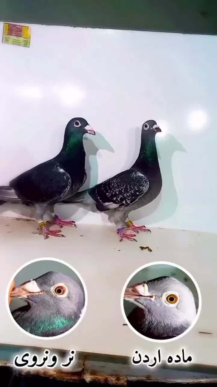 کبوتر مسافتی|پرنده|نیمبلوک, |دیوار