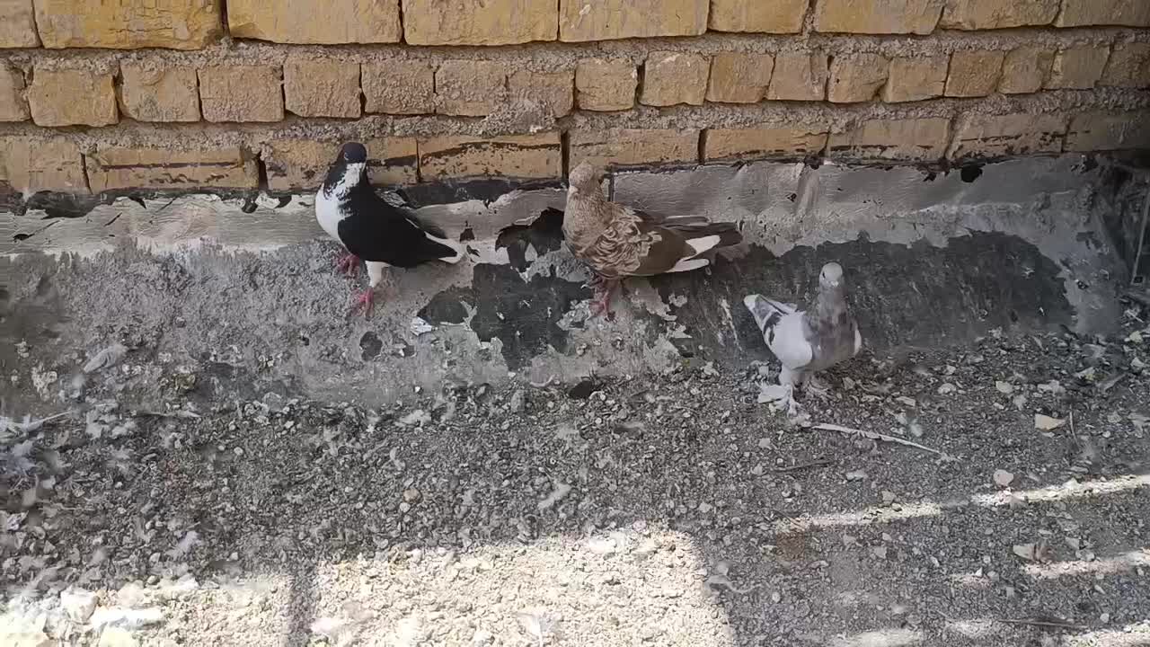 کفتر|پرنده|مرودشت, کناره|دیوار