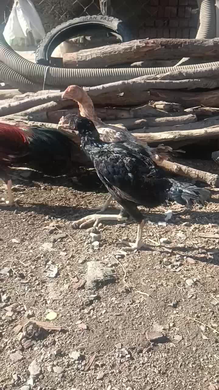 مرغ و خروس|حیوانات مزرعه|مریوان, |دیوار