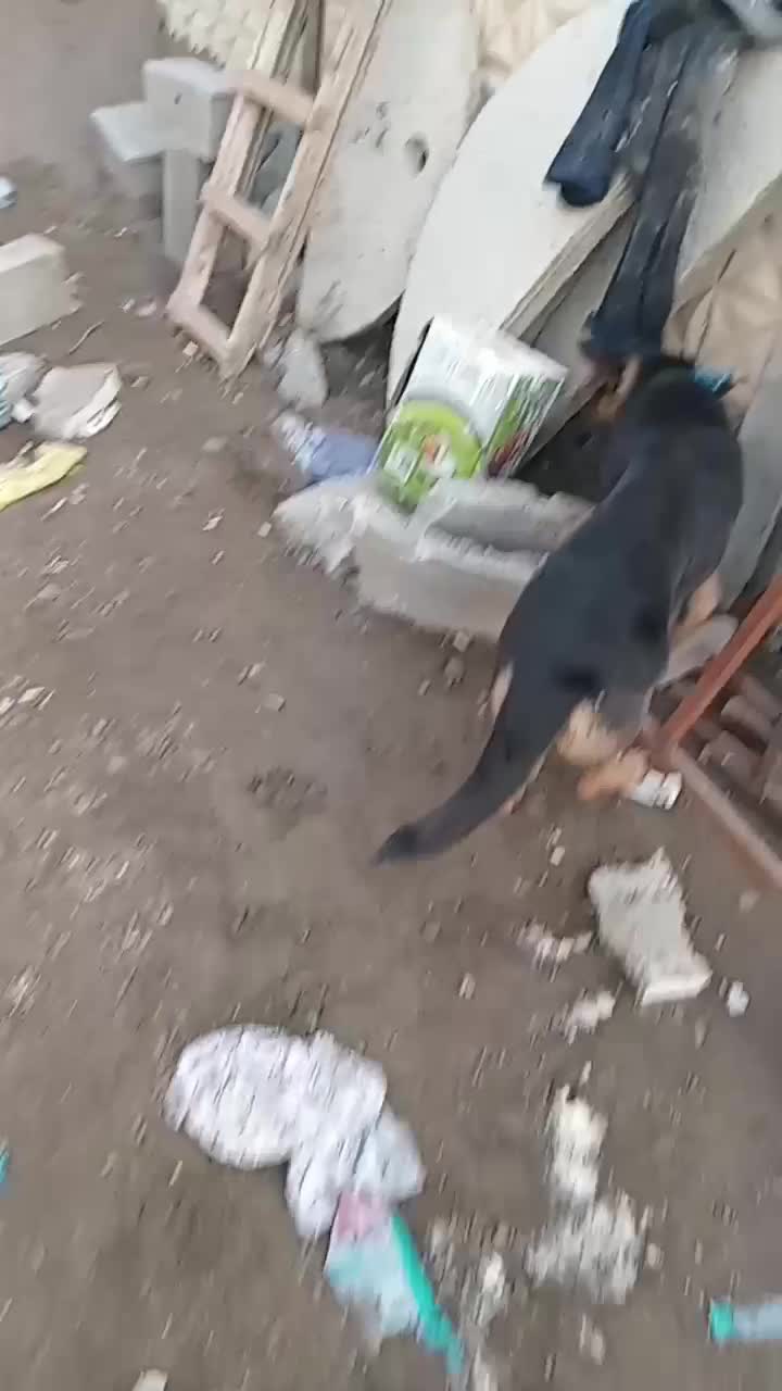 سگ گرگی ژرمن۱۳ ماهه نر جهت معاوضه|سگ|بندر انزلی, پیل علی باغ|دیوار