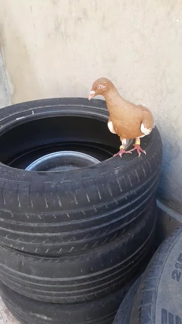 پرنده رنگی|پرنده|مسجد سلیمان, |دیوار