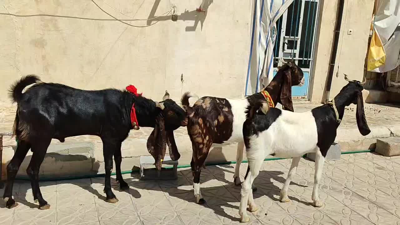۲راس بزویک چپش پاکستانی|حیوانات مزرعه|شیراز, وزیرآباد|دیوار