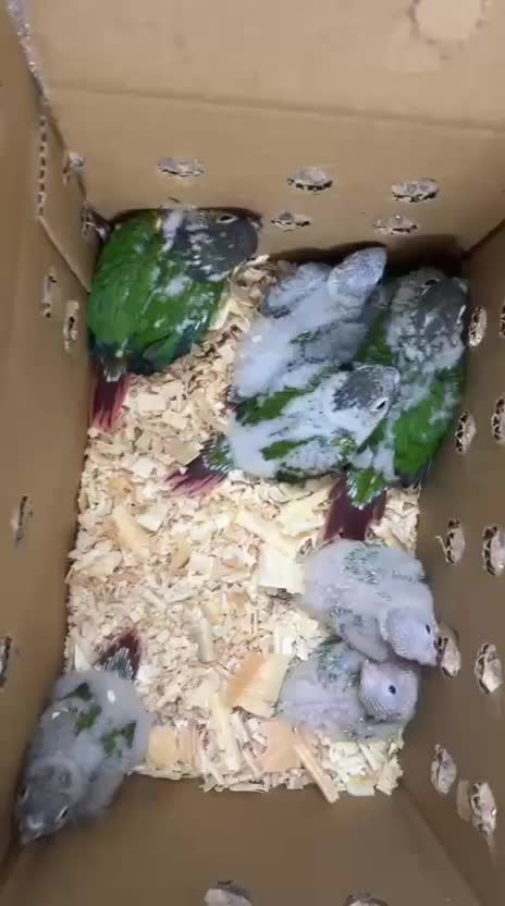 100 عدد عروس یه صورت کلی و جزیی|پرنده|اصفهان, عطار نیشابوری|دیوار