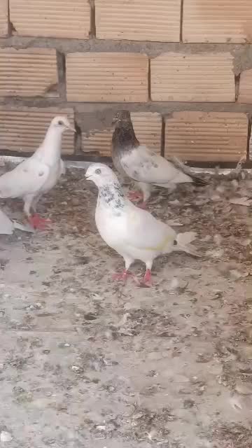 شادگان|پرنده|شادگان, |دیوار