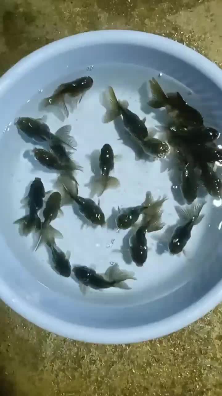 گلدفیش بوفالو|ماهی|سنگر, |دیوار