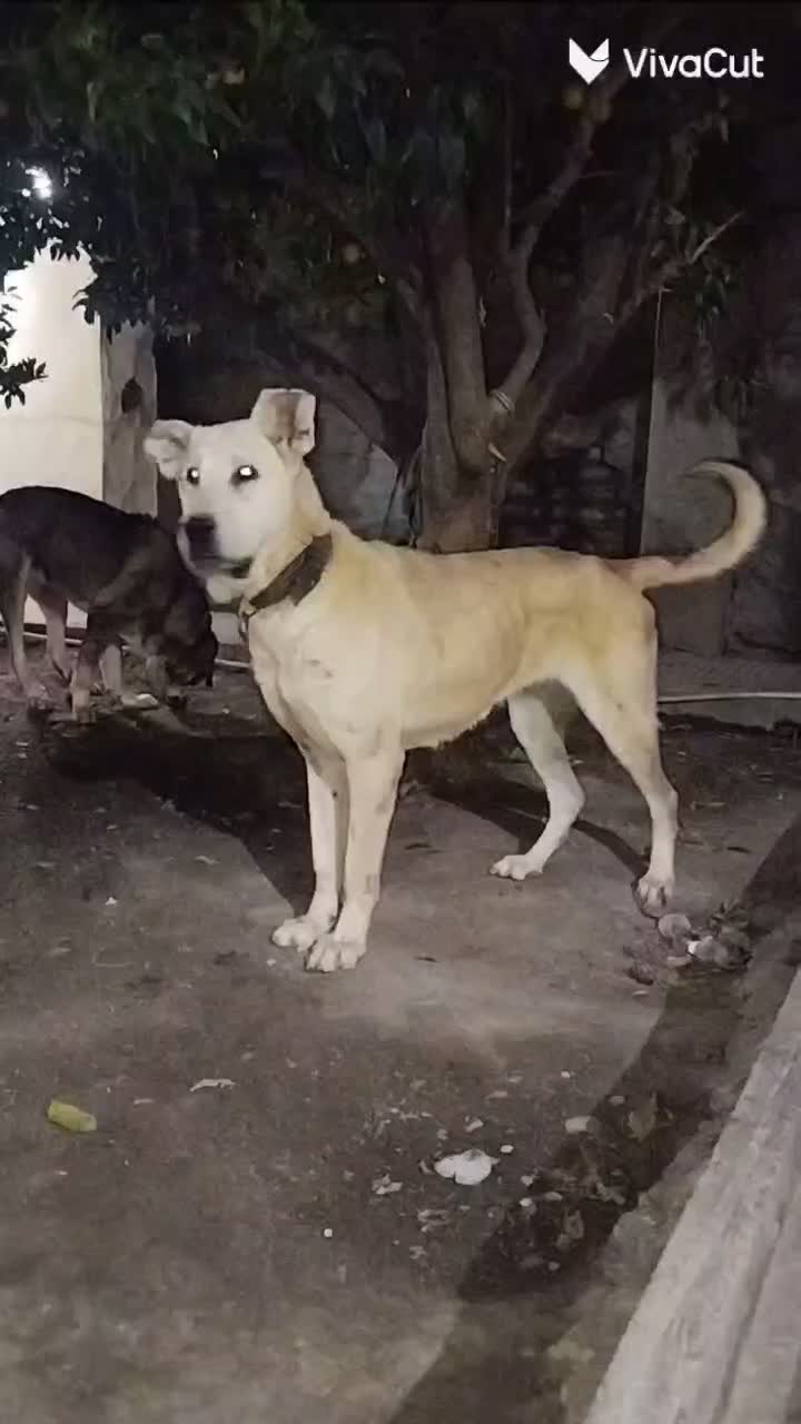 پژدر|سگ|کردکوی, |دیوار