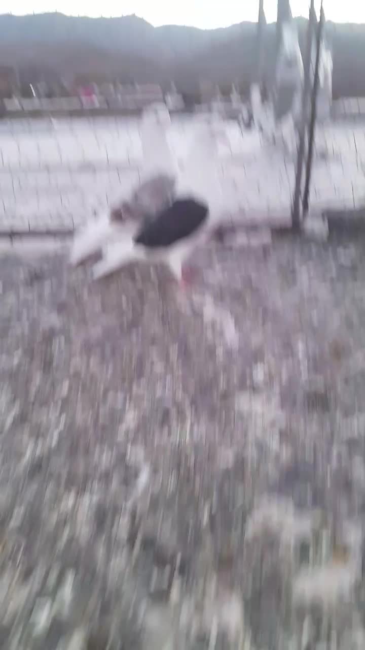 10000|پرنده|سبزوار, مدرس|دیوار