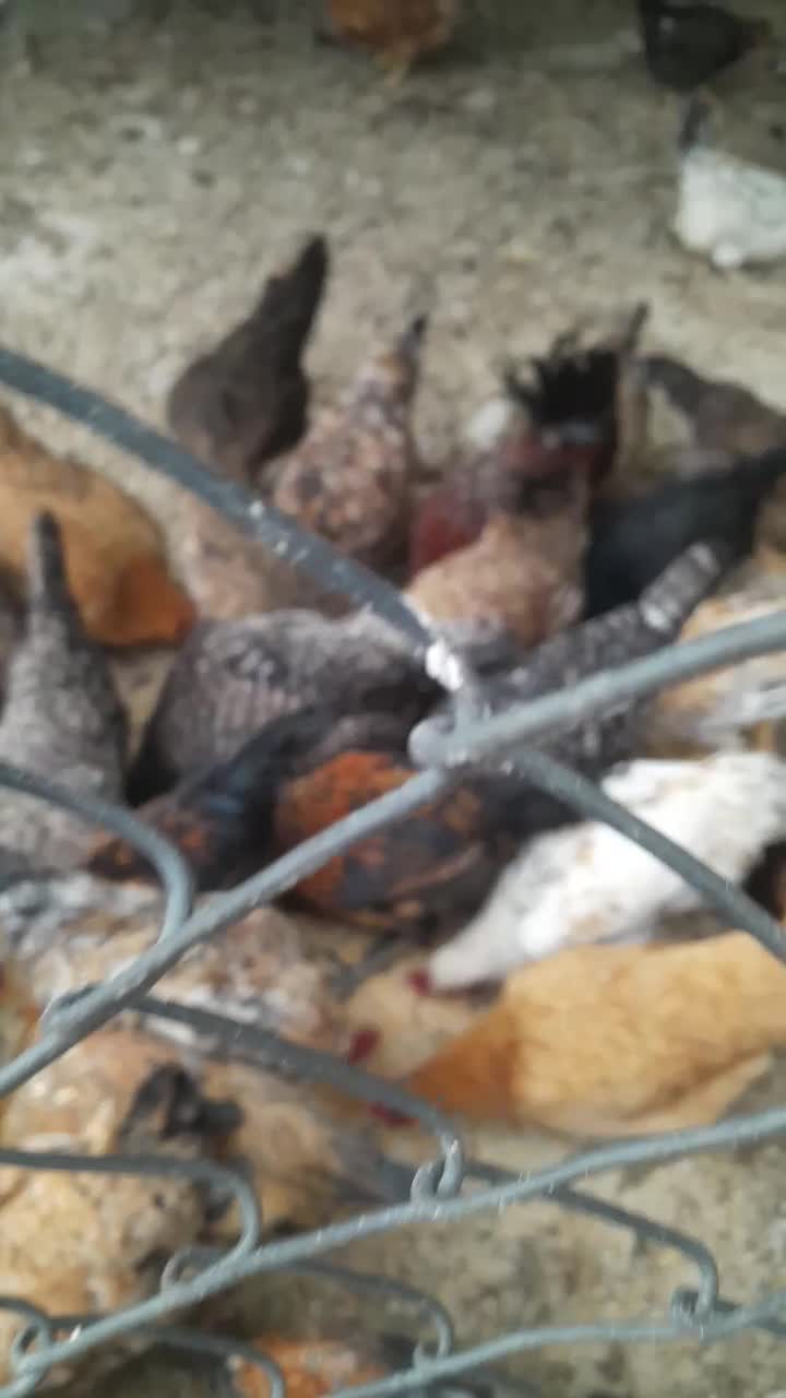 مرغ تخم گذار کبوتر|حیوانات مزرعه|اندیمشک, |دیوار