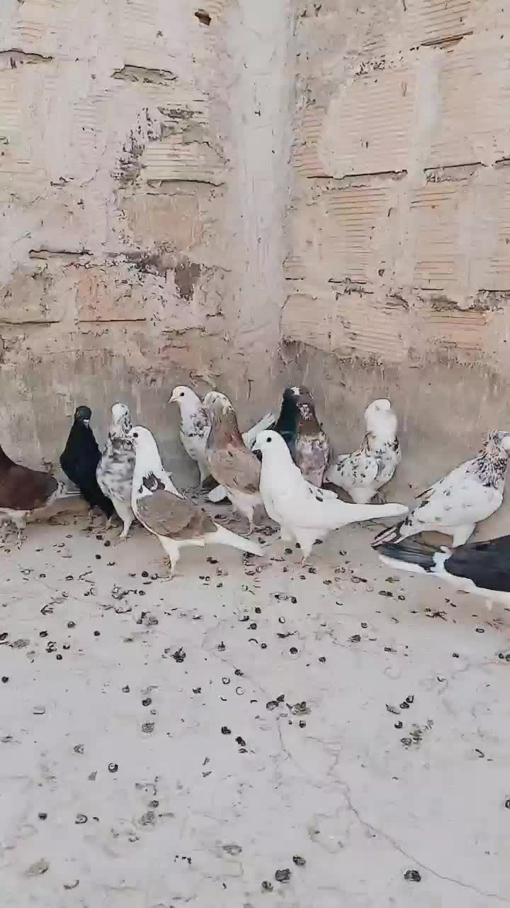 کبوتر|پرنده|آران و بیدگل, |دیوار