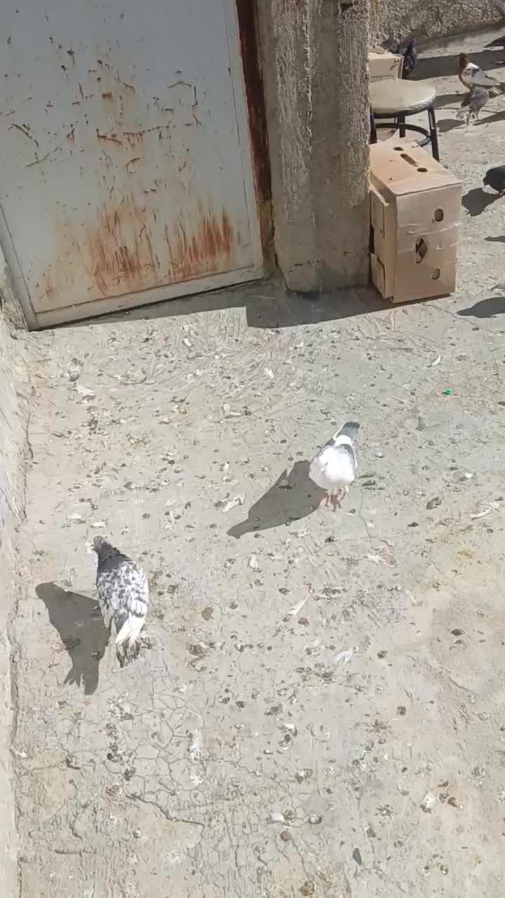 کبوتر|پرنده|شیراز, شهرک قمشه|دیوار