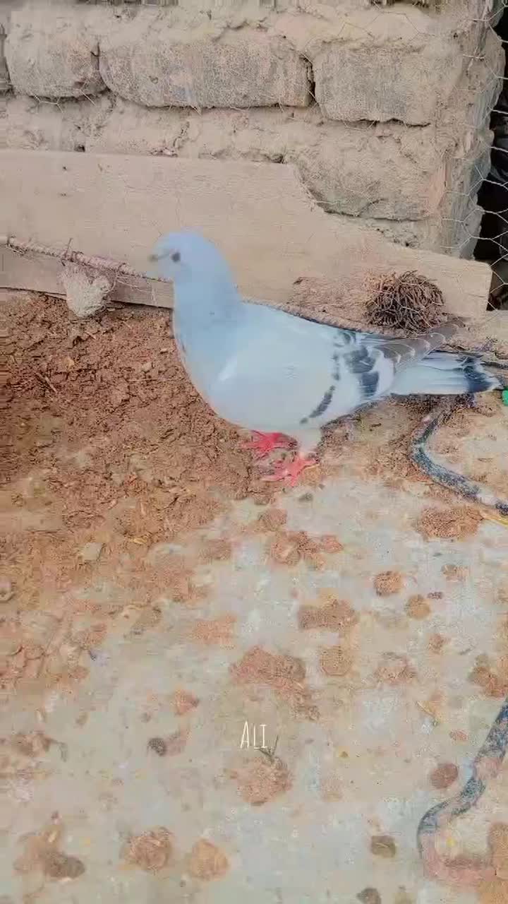 مصری|پرنده|گالیکش, |دیوار