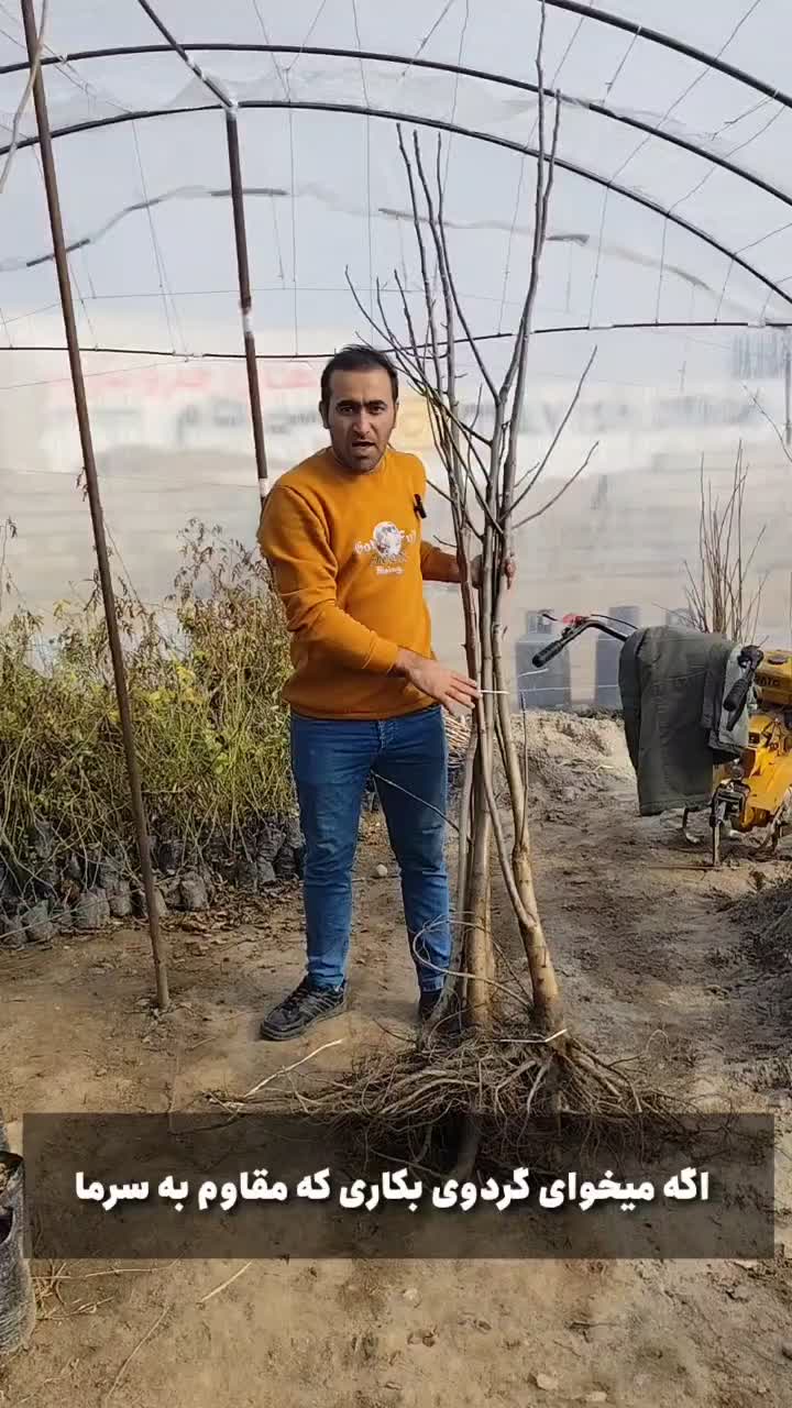 فروش انواع نهال مثمر شناسنامه‌دارـارسال ب همه نقاط|خدمات باغبانی و درختکاری|شیراز, نصر|دیوار