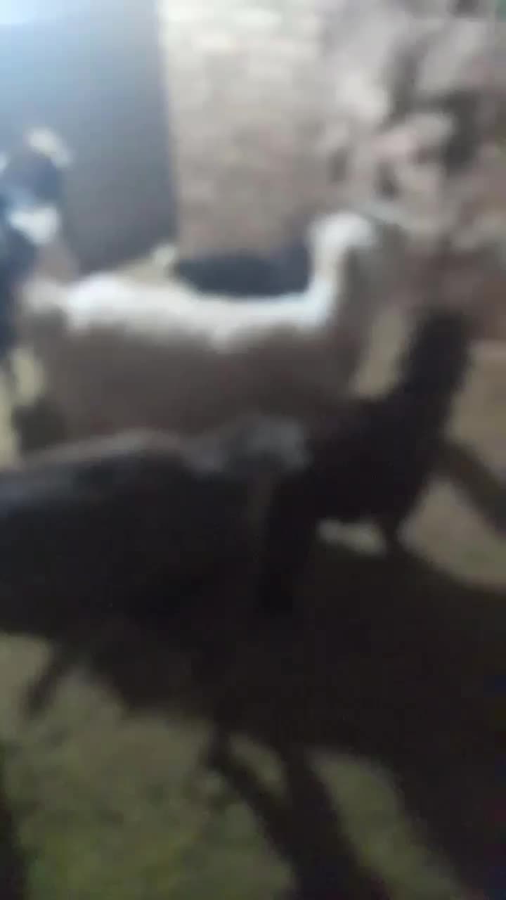 بزوبزغاله|حیوانات مزرعه|بشاریات, |دیوار