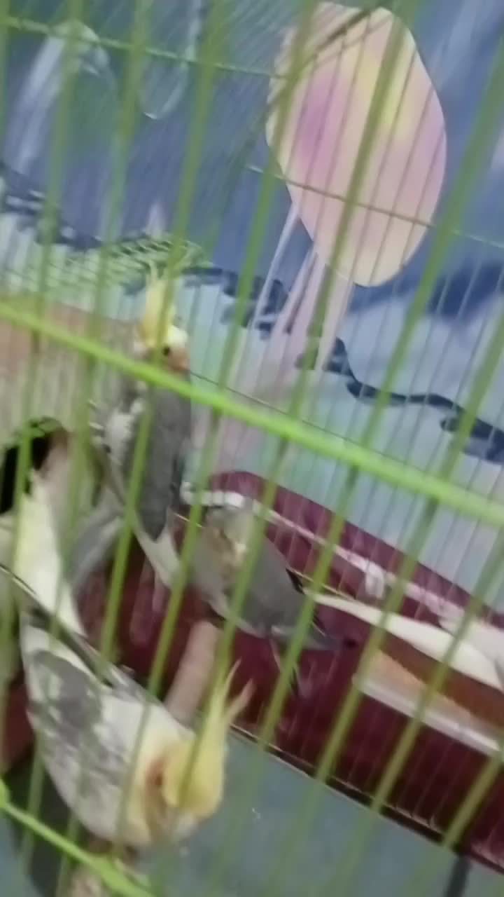 عروس هلندی یک ونیم ماهه|پرنده|مراغه, |دیوار