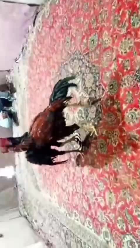 فروش جوجه مرغ لاری با اصالت|حیوانات مزرعه|خرمآباد (تنکابن), |دیوار