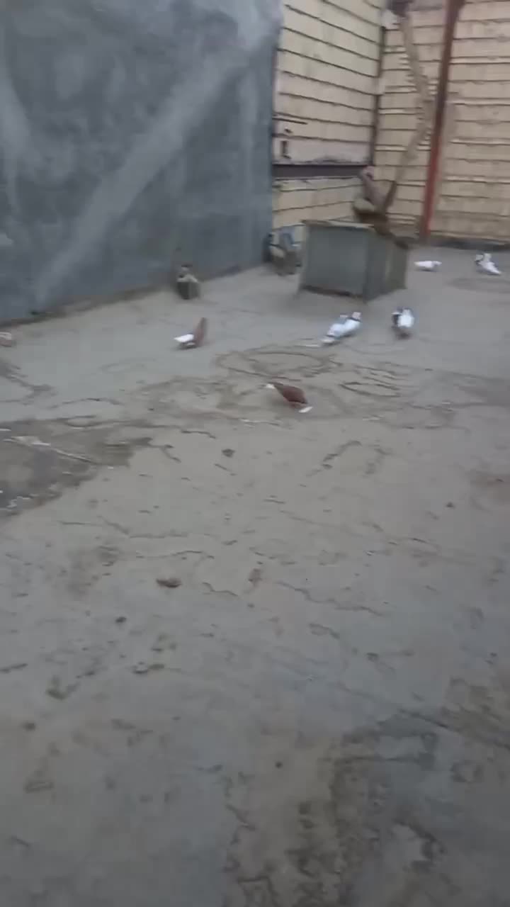 چند جفت دمب شفید قلدر جفت گاه وطوقی معا وضه دارم|پرنده|مشهد, کشف|دیوار