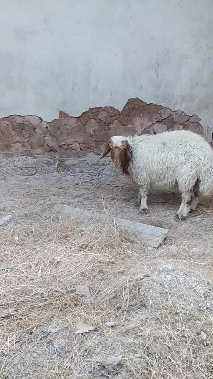 بره|حیوانات مزرعه|سراب باغ, |دیوار
