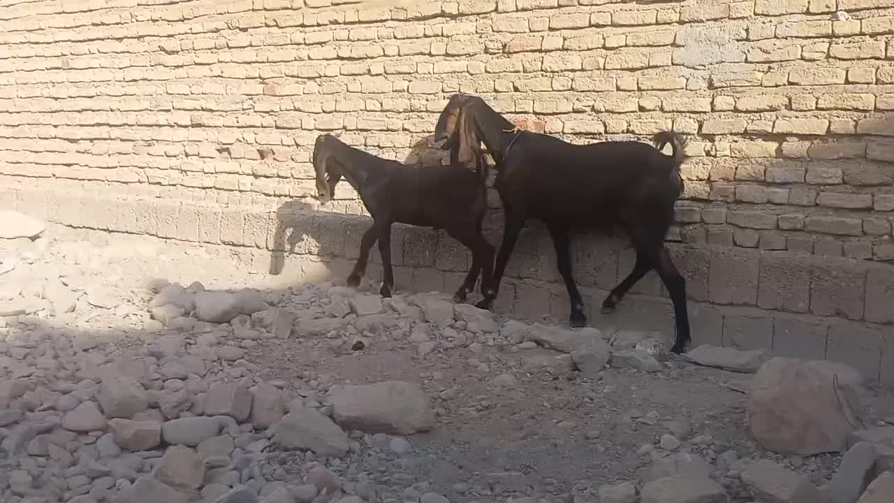 بز کهره|حیوانات مزرعه|شیراز, کرونی(خاتونک)|دیوار