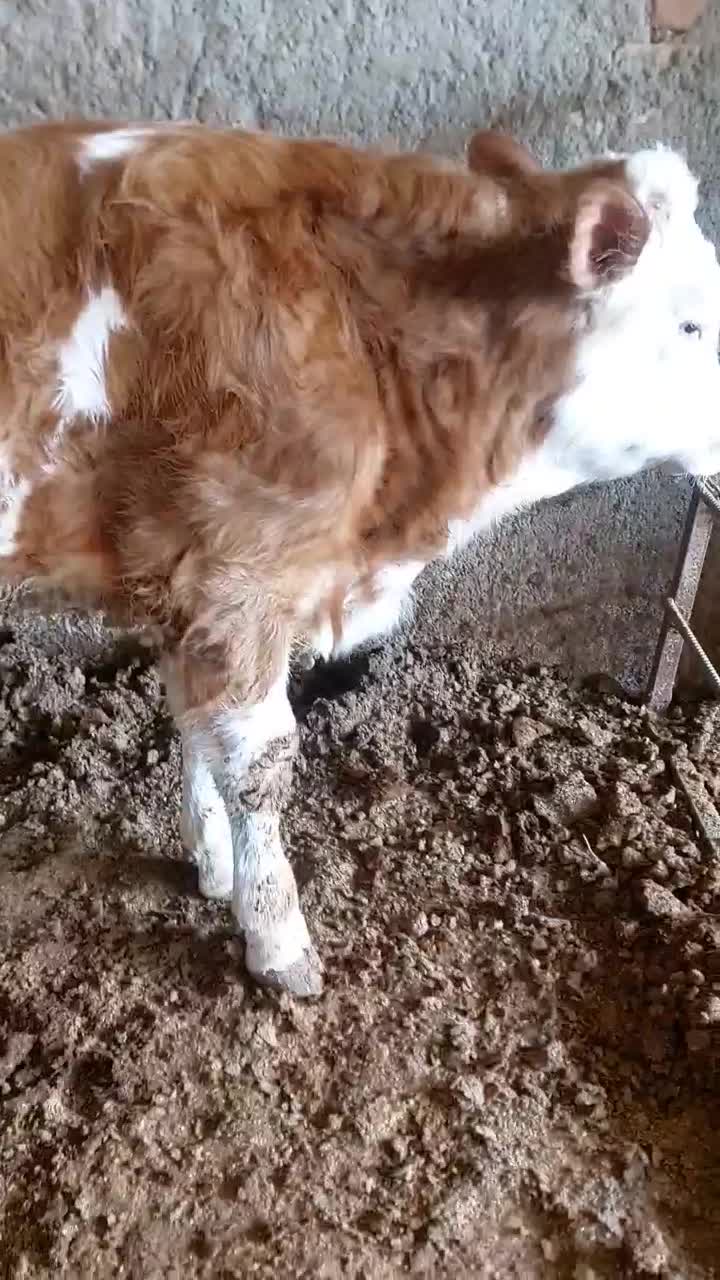 گوساله نر سیمینتال|حیوانات مزرعه|قزوین, |دیوار