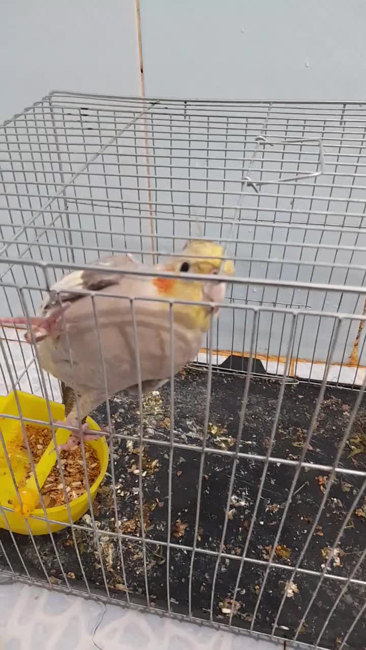 طوطی|پرنده|باوی, |دیوار