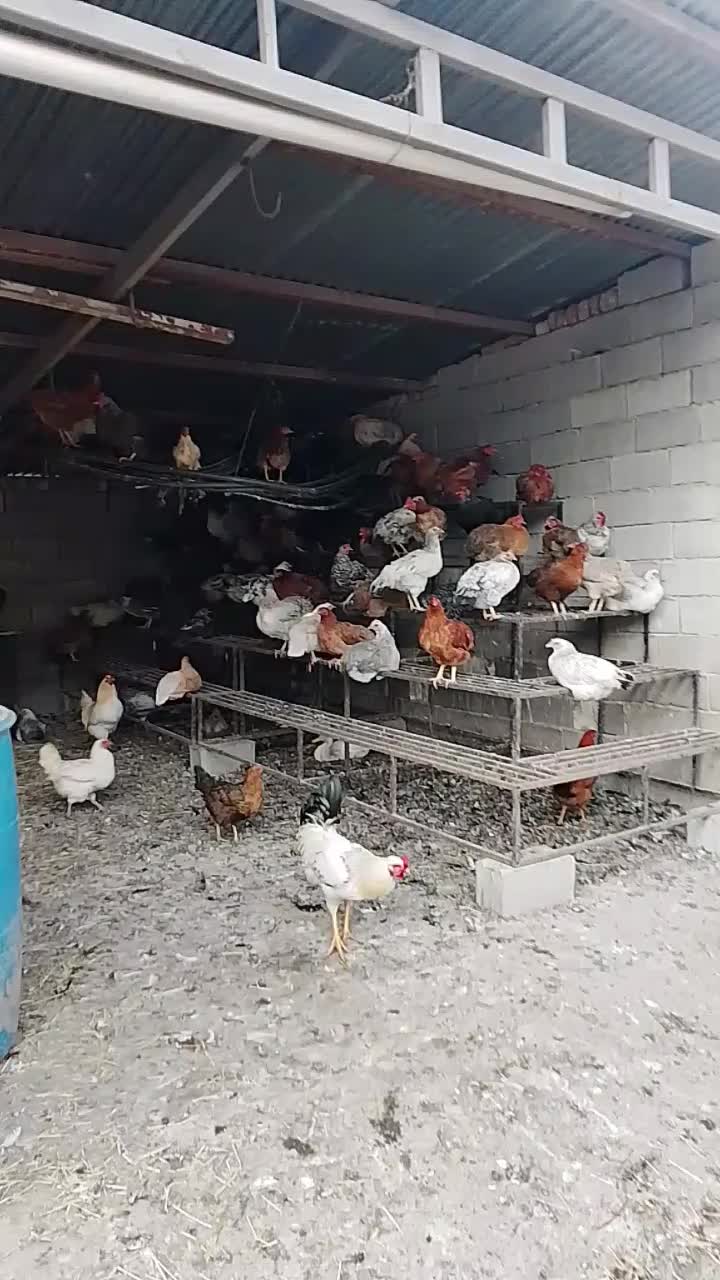 اردک ورامینی و خارجی مرغ و خروس|حیوانات مزرعه|گرگان, |دیوار