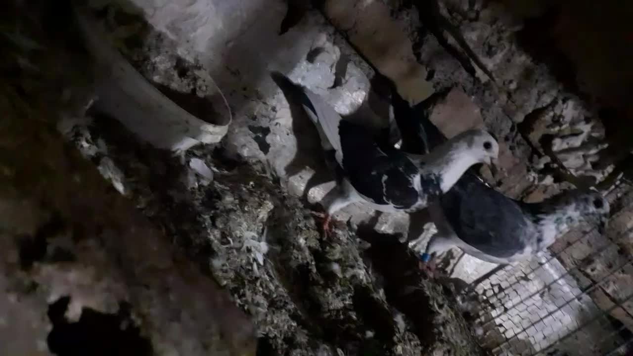 کفتر|پرنده|تایباد, |دیوار