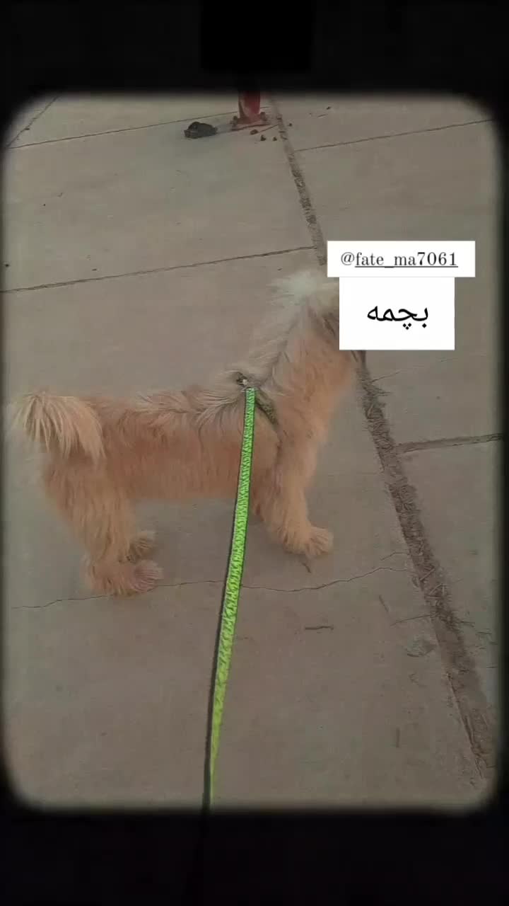 سگ شیتزو|سگ|اهرم, |دیوار