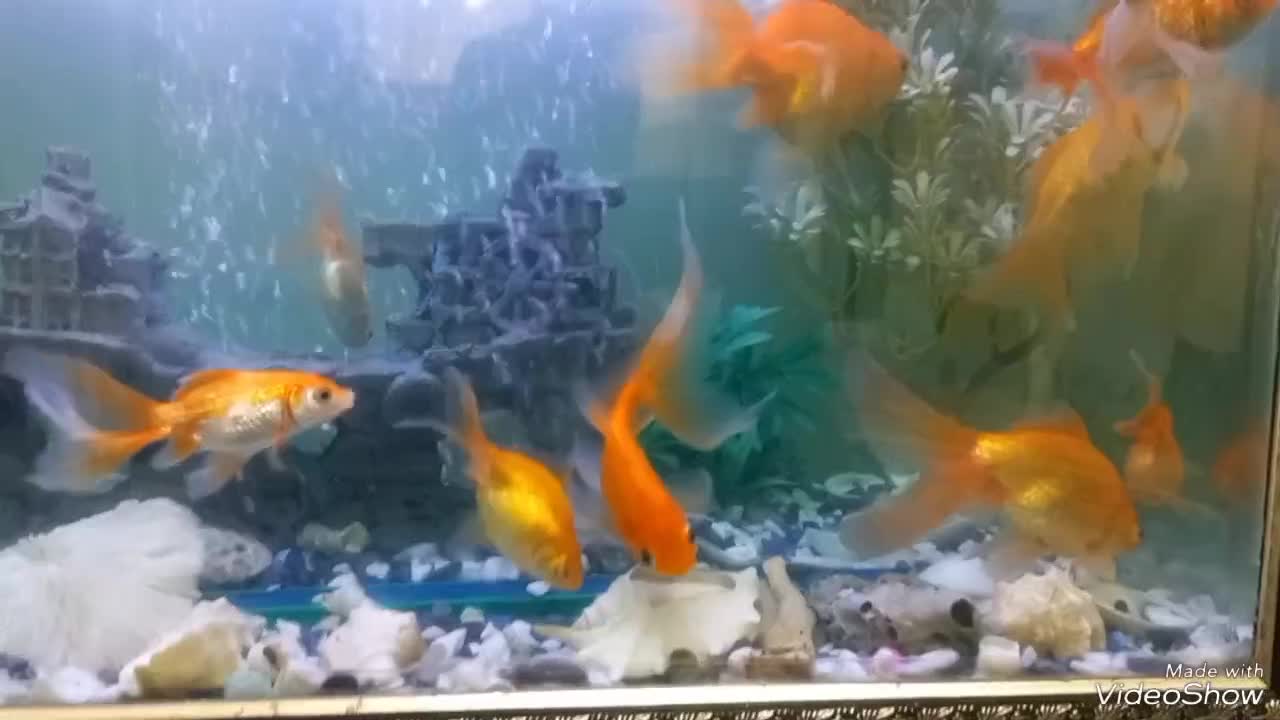 اکواریوم وماهی|ماهی|بندر ماهشهر, |دیوار