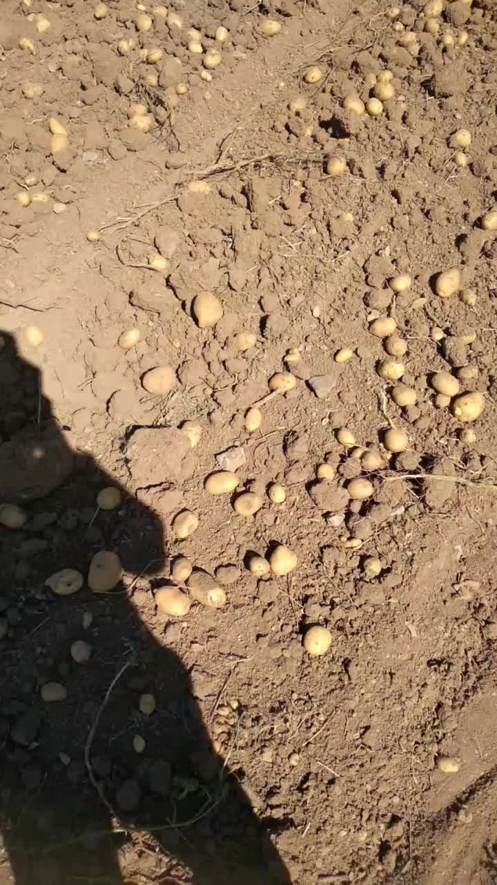 سیب زمینی فریدن|عمدهفروشی|داران, |دیوار