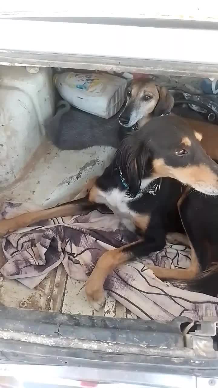 تازی|سگ|سنندج, |دیوار