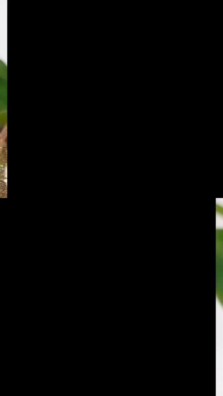 آبنبات شاین دار|خوردنی و آشامیدنی|اصفهان, خواجه عمید|دیوار