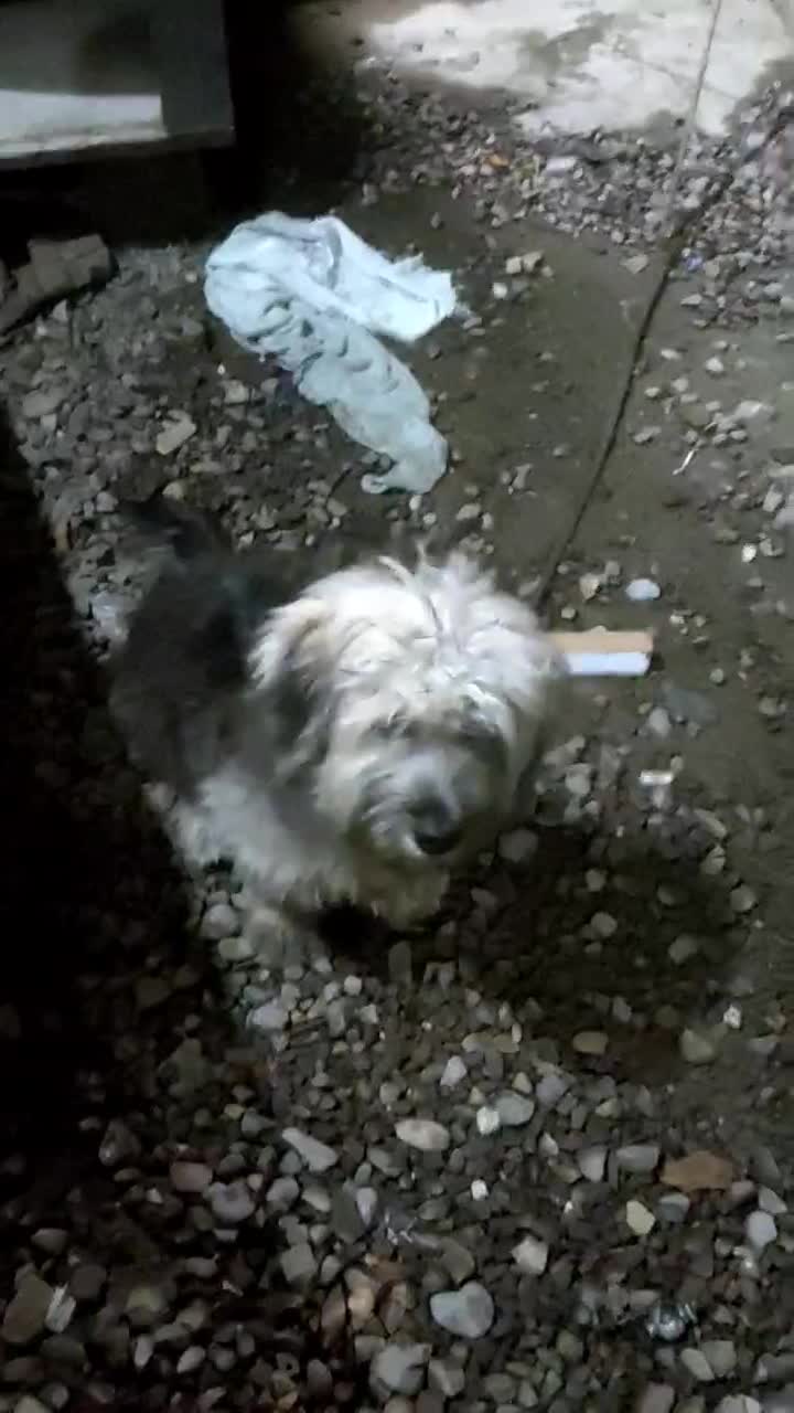 واگذاری توله سگ شینزو|سگ|صومعه‌سرا, |دیوار