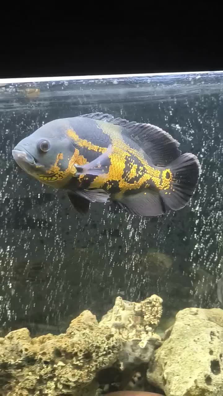 ماهی اسکار|ماهی|ملایر, |دیوار