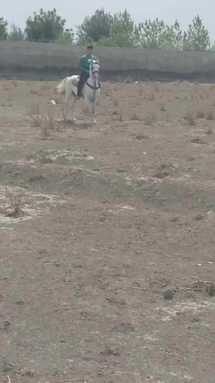 اسب کرد|اسب و تجهیزات اسب‌سواری|تهران, فلسطین (میدان انقلاب)|دیوار