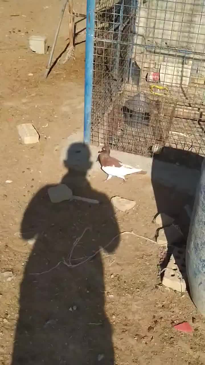 یهودی نر پابلند پاک بدون غلط|پرنده|گنبد کاووس, |دیوار