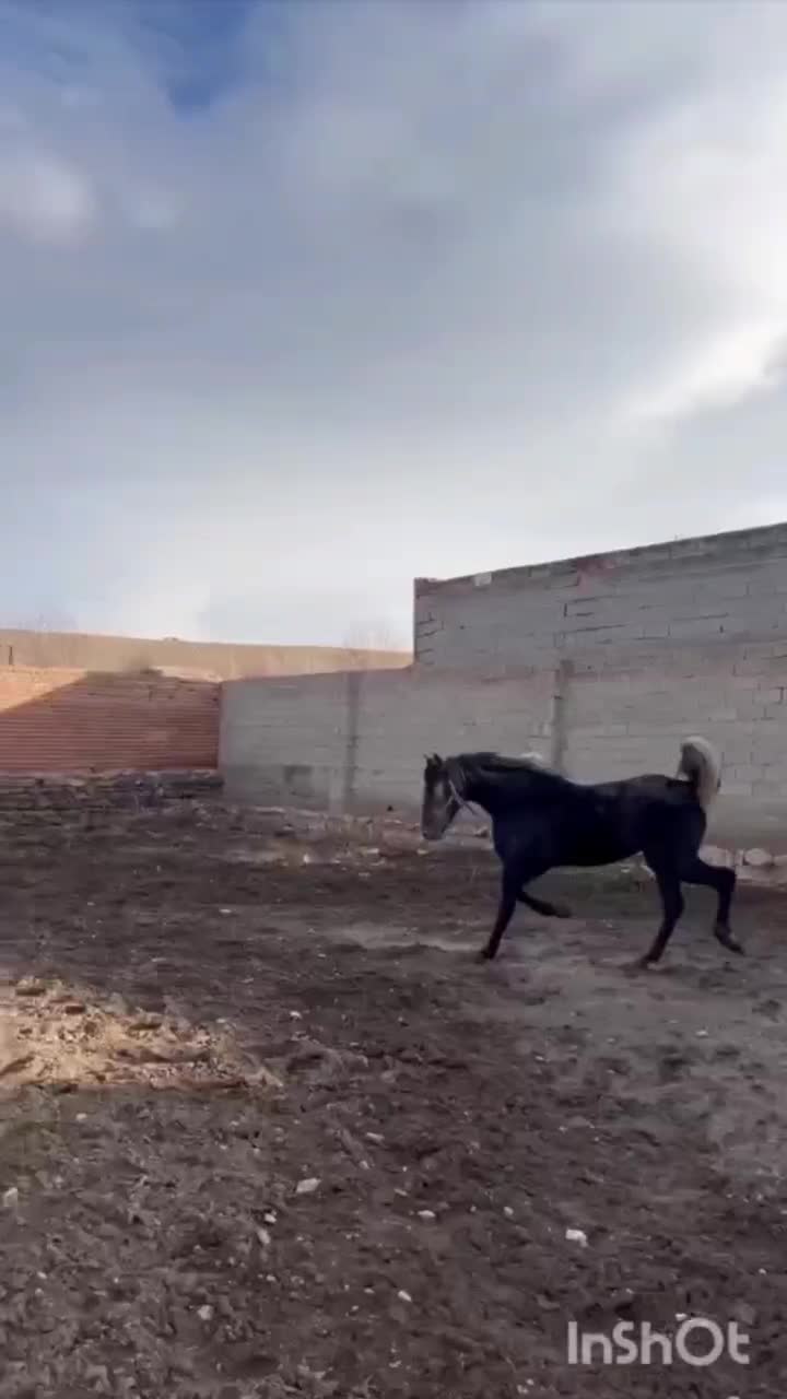 اسب|اسب و تجهیزات اسب‌سواری|آذرشهر, |دیوار