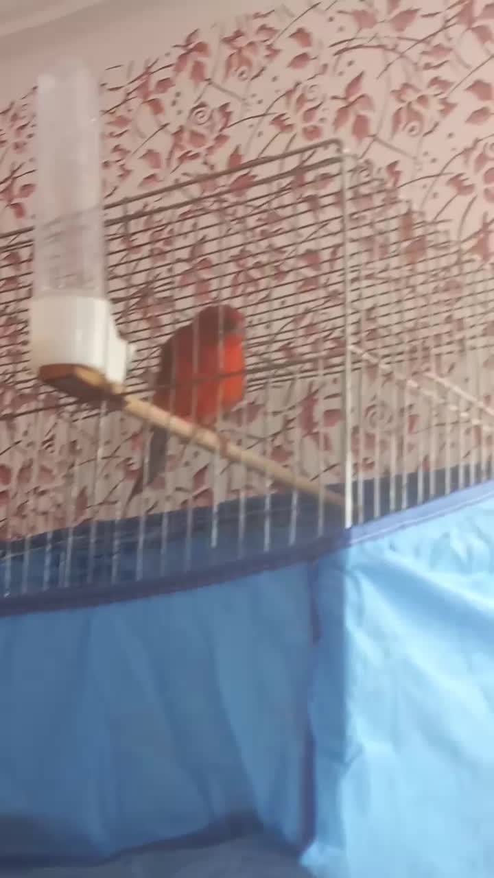 قناری نر مست ماده اماده|پرنده|رودان, |دیوار