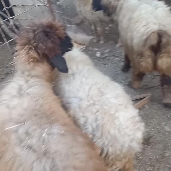 نرمیش داشتی و برای کوشت|حیوانات مزرعه|اندیکا, |دیوار