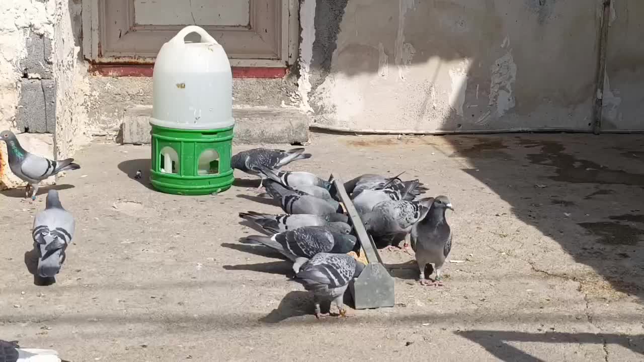 فروش ۱۳عدد پلاکی ماده مسافتی|پرنده|شیراز, کاراندیش|دیوار