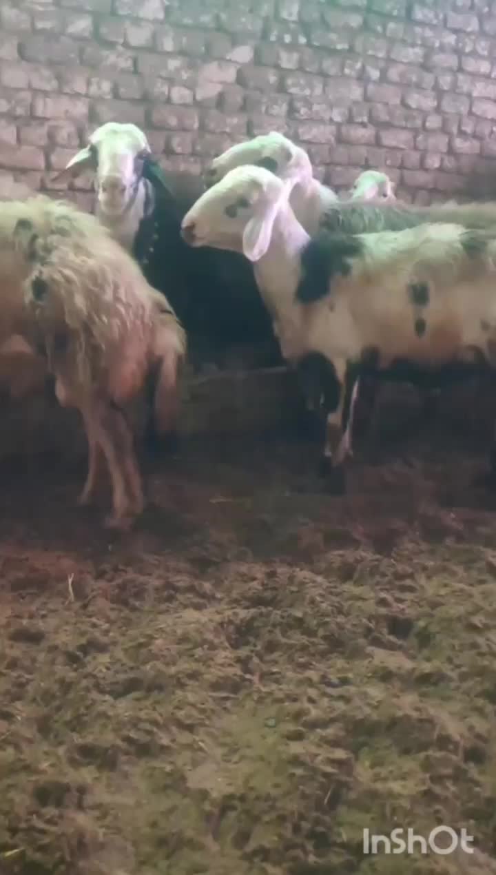 قورچ وبره قورچ|حیوانات مزرعه|بروجرد, |دیوار