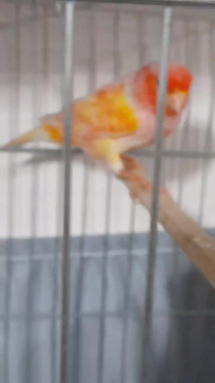 قناری ماده جوان سوپری سرخ اماده و سر حال|پرنده|گلستان (تهران), |دیوار