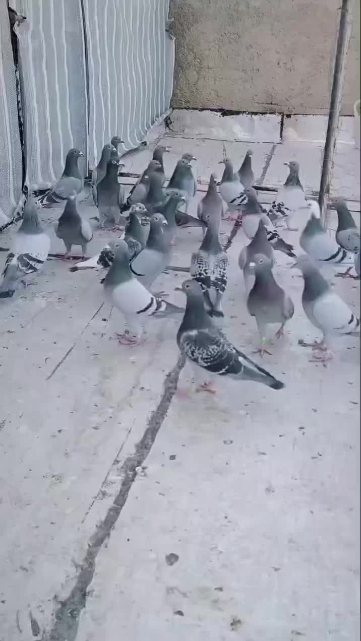 پلاکی|پرنده|آبادان, |دیوار