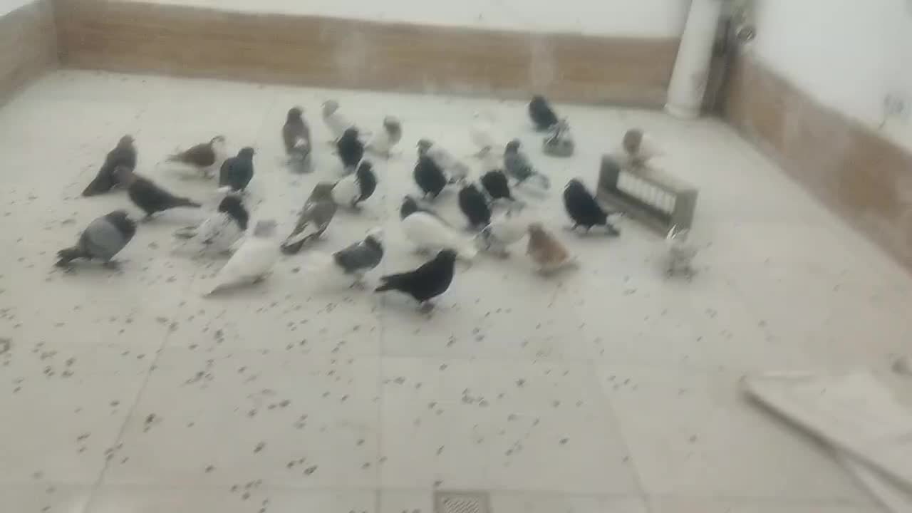 کفتر|پرنده|مشهد, کشف|دیوار