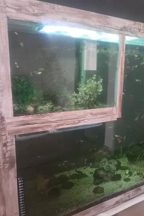 اکواریوم بزرگ و تمام وسایل ها|ماهی|زنجان, |دیوار