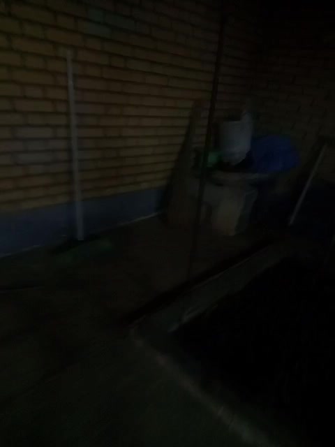 کبوتر موشی پا پری سالم فقط یکم نکش کل|پرنده|رامهرمز, |دیوار