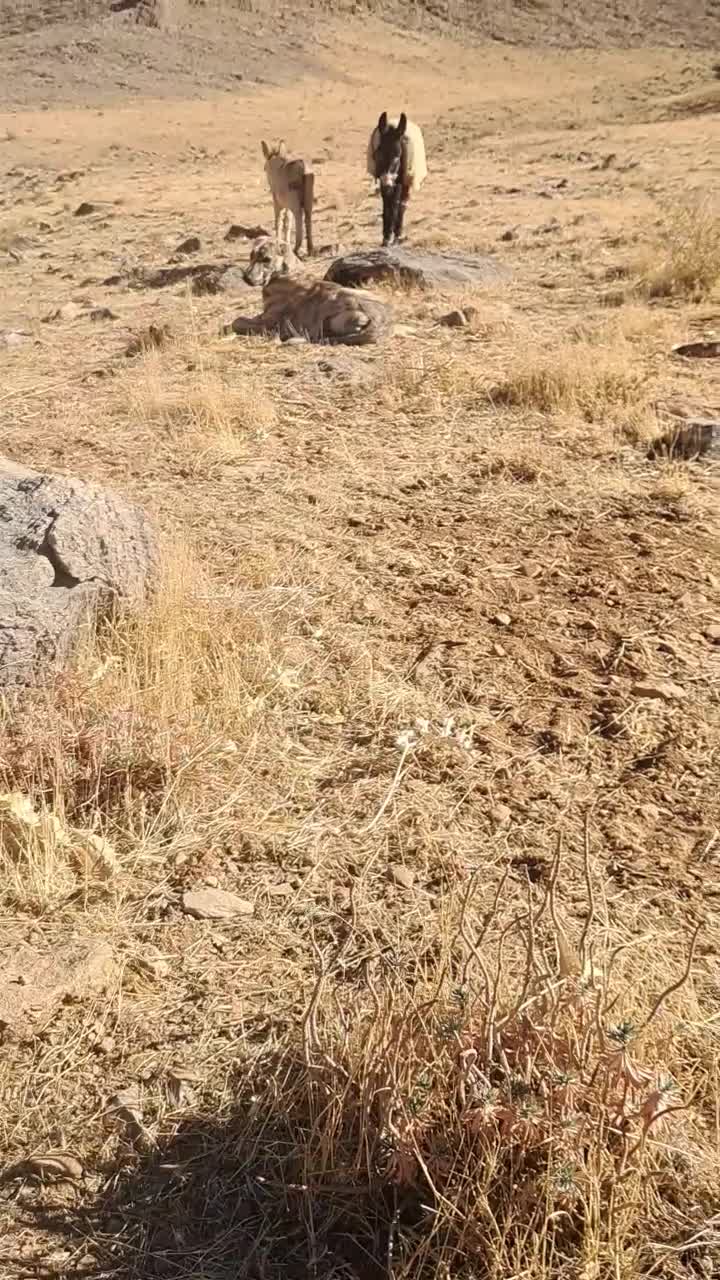 الاغ جوان|حیوانات مزرعه|زالیان, |دیوار