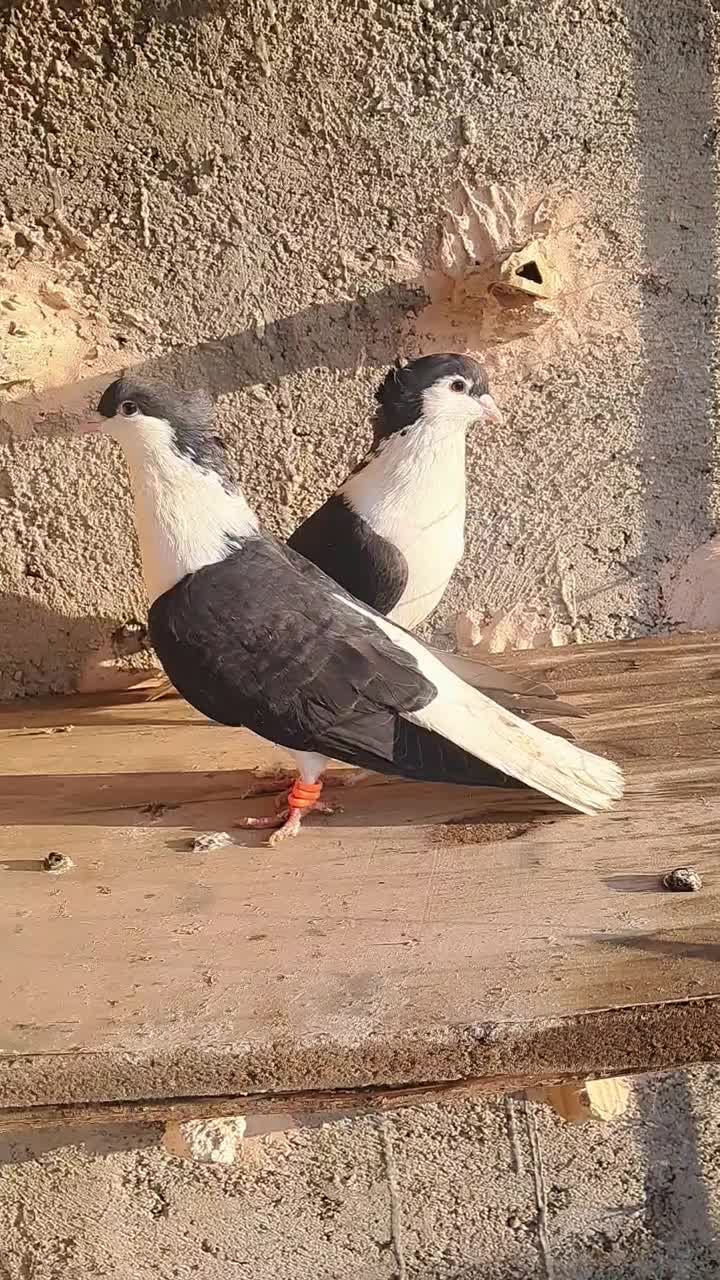 کبوتر|پرنده|نیشابور, فیض آباد|دیوار